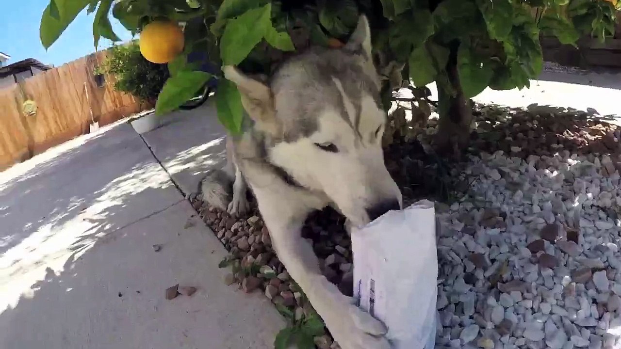 Crazy No Hand Skateboard Ride With My Husky, Hands Free Leash Unboxing-1