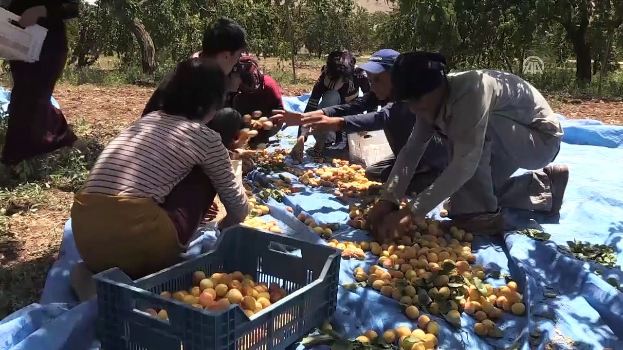 Kuru kayısı fiyatı arttı - MALATYA