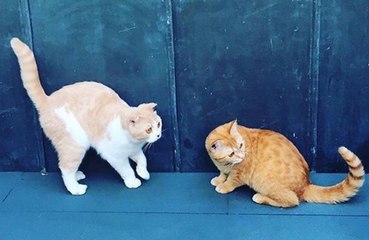 Ed Sheeran's cats get their own Instagram