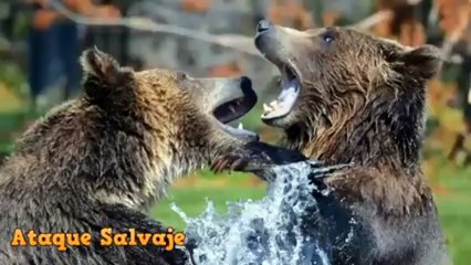 Incredible Monkey Vs Loin - Leopord and Cheeta - Wild Animals Fighting Mono Ataca Leon