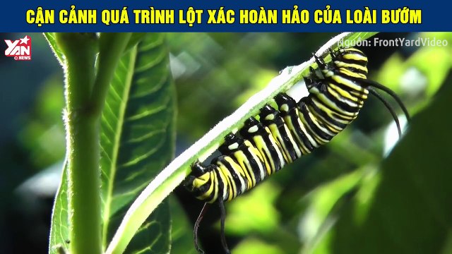 Cận cảnh quá trình lột xác hoàn hảo của loài bướm kiệt tác của thế giới côn trùng thumb
