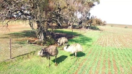 Mustering Emus with a Drone