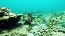 Florida Lobster Mini Season 2018- Snorkeling and Scouting Secret Reefs