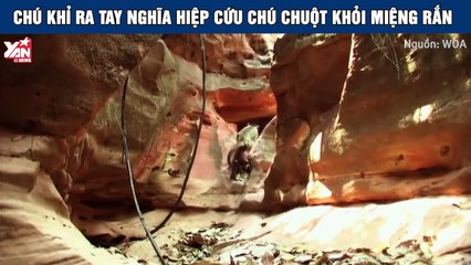 Chú Khỉ can đảm ra tay nghĩa hiệp cứu chú chuột thoát chết khỏi miệng Rắn