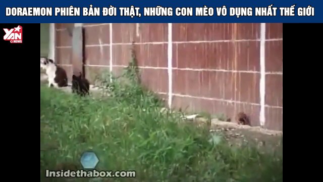 Doraemon phiên bản đời thật, những con mèo vô dụng nhất thế giới