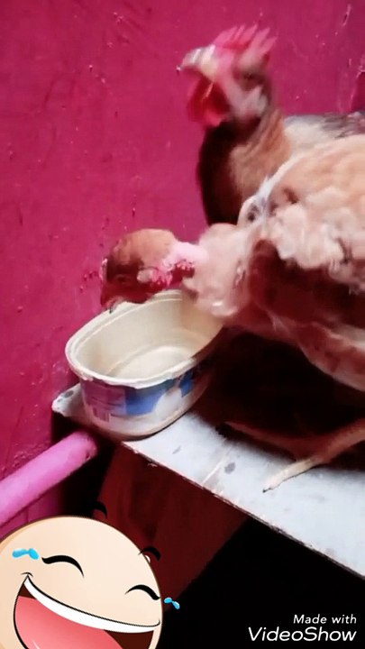 Hens drinking water
