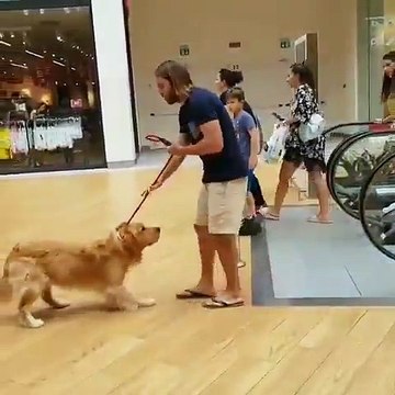 Ce chien refuse de monter sur un escalator mais son maitre à la solution