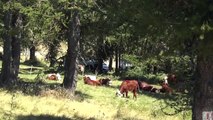 Hautes-Alpes : la musique des sonnailles expliquée à Champoléon