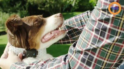 Un traceur GPS pour ne plus perdre votre chien