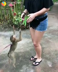 monkey is monkey | fun with Sweet Girls