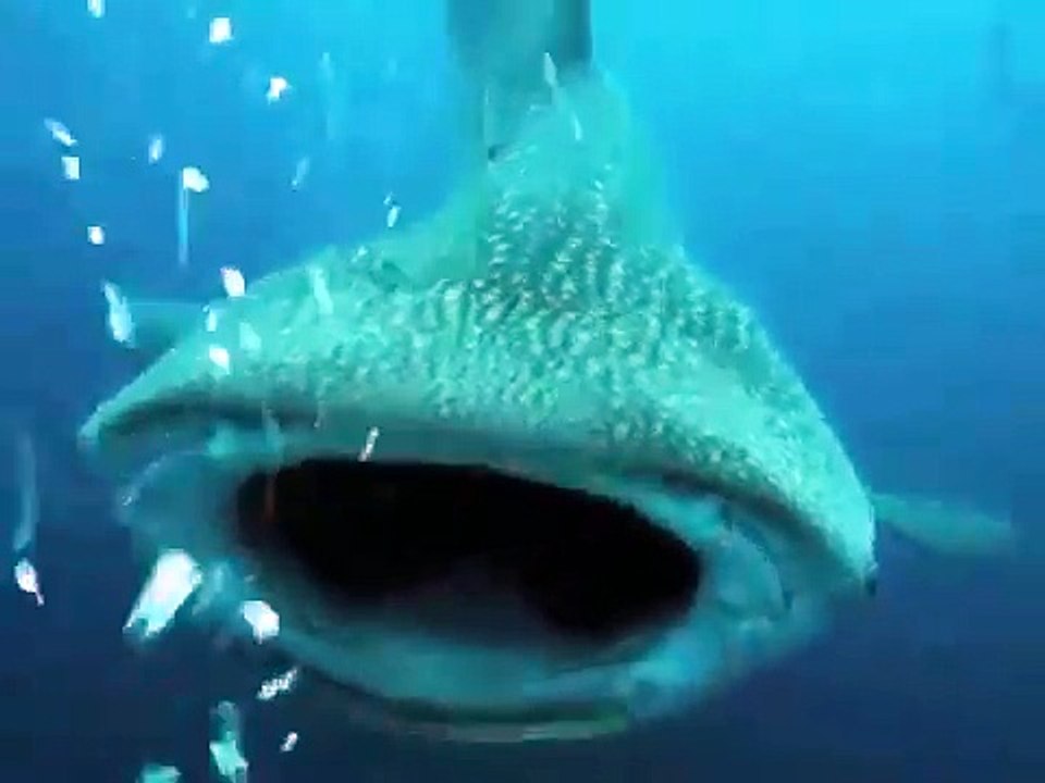 Un requin baleine s'en prend à un plongeur