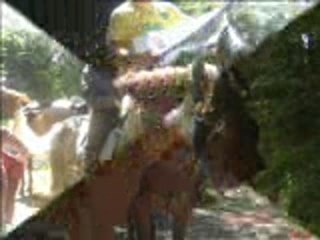 Pinochard la rando ricard