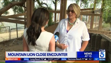 Mountain Lion Kills Peacocks at California Animal Sanctuary