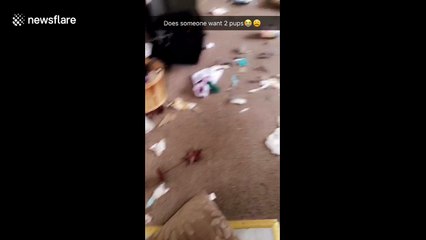 Woman comes home to find dogs have made huge mess
