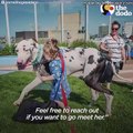 Great Dane Dog Pouts Until Mom Gives Him A Morning Hug - KERNEL   The Dodo