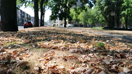 Avrupa'da hava sıcaklıkları artıyor - AMSTERDAM