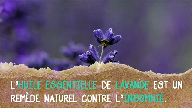 L’huile essentielle de lavande contre l'insomnie