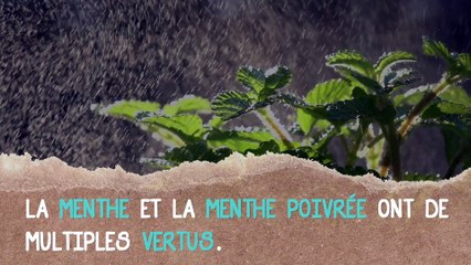 La solution naturelle contre la mauvaise haleine