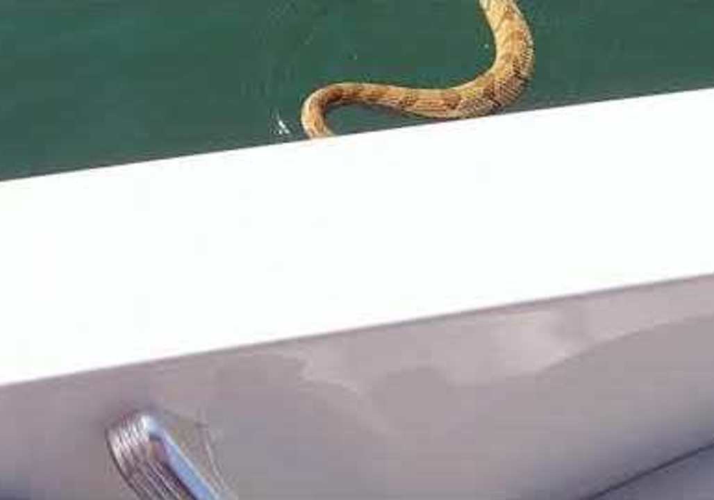 Rattlesnake Terrifies Family and Then Climbs Aboard Their Boat on Fontana Lake video Dailymotion