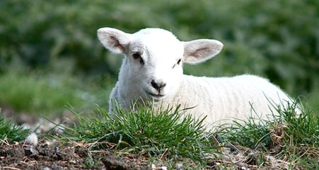 Çiftlik Bank'tan Sonra "Kuzu Vurgunu" da Ortaya Çıktı