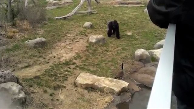 Une oie sauvage met en fuite un gorille... Pas commode l'oiseau