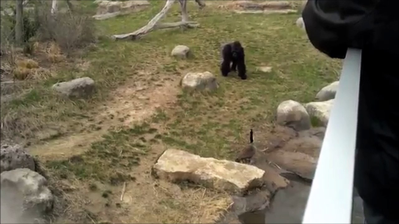 Une oie sauvage met en fuite un gorille... Pas commode l'oiseau
