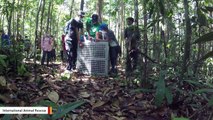 The Moment When Mom And Baby Orangutans Are Released Into The Wild