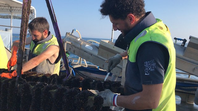 Les moules de corde au large d’Houat