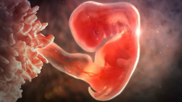 Como os órgãos sexuais se formam?