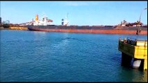 Filhote de baleia jubarte perto do Porto de Tubarão