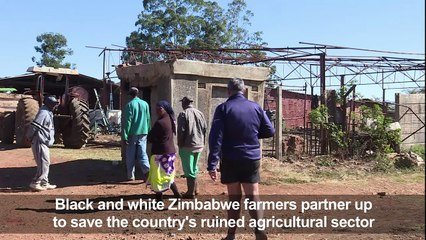 Black and white Zimbabwe farmers try to bridge a sharp divide