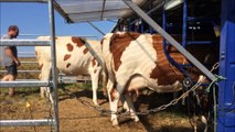 Le retour des vaches dans les Hautes Chaumes