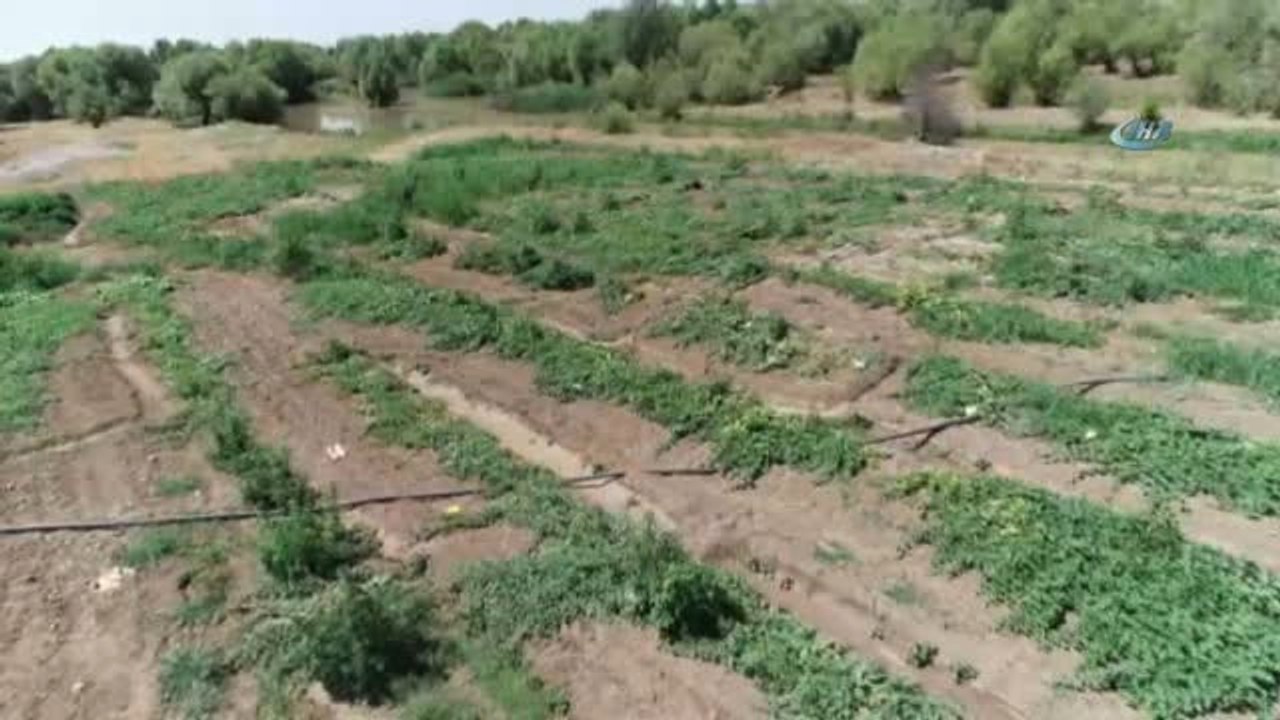 Yaz Yağmurları Karpuzu Vurdu, Festival Tehlikeye Girdi