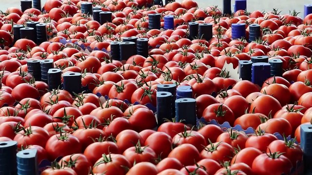 Söğüt Belediyesi 15. Geleneksel Domates ve Kültür Festivali - BURDUR