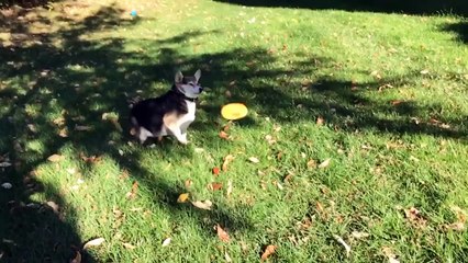 Funny Corgi Compilation 2017 | Best Funny Corgi Videos Ever