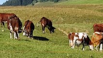 Les vaches aux Glières suite 270718