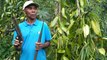 Soaring prices of vanilla affecting Madagascar farmers