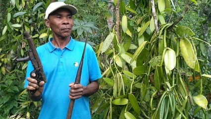 Soaring prices of vanilla affecting Madagascar farmers