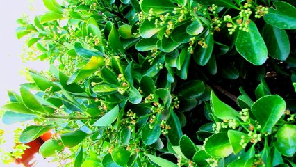 Vantovic feat Andrei Ceban - Detka