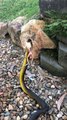 Raised Tree Snake Dines on Frog