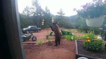 Thirsty Bear Drinks from Bird Feeder