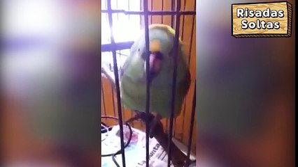 Parrot cries like a child