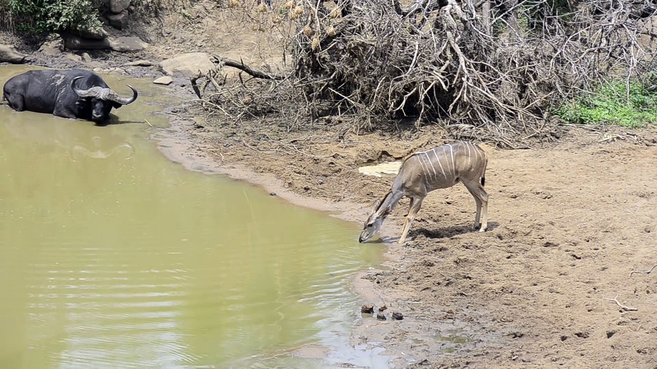 Joli réflexe de cette antilope face à un crocodile