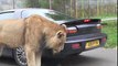 Ce lion vient manger un morceau de voiture... miam