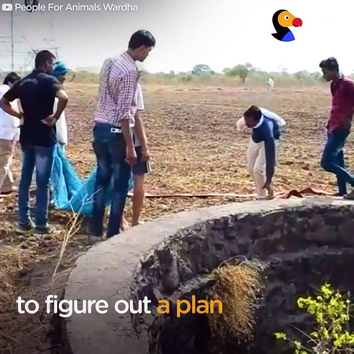 This antelope fell down a well and had no way out. He was so nervous, but these nice guys kept him calm and thought up a smart plan to get him out 
