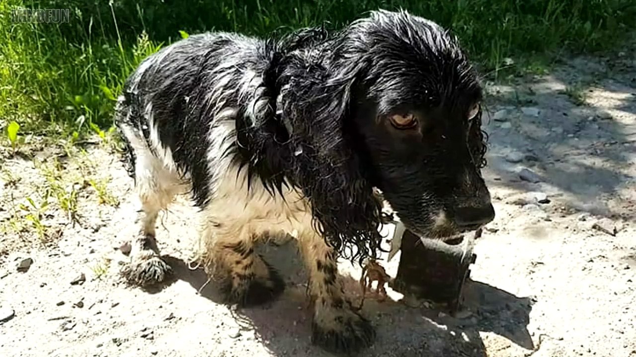 Trauriger Hund steht am Straßenrand - was um seinen Hals hängt ist unglaublich grausam!