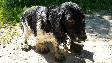 Trauriger Hund steht am Straßenrand - was um seinen Hals hängt ist unglaublich grausam!