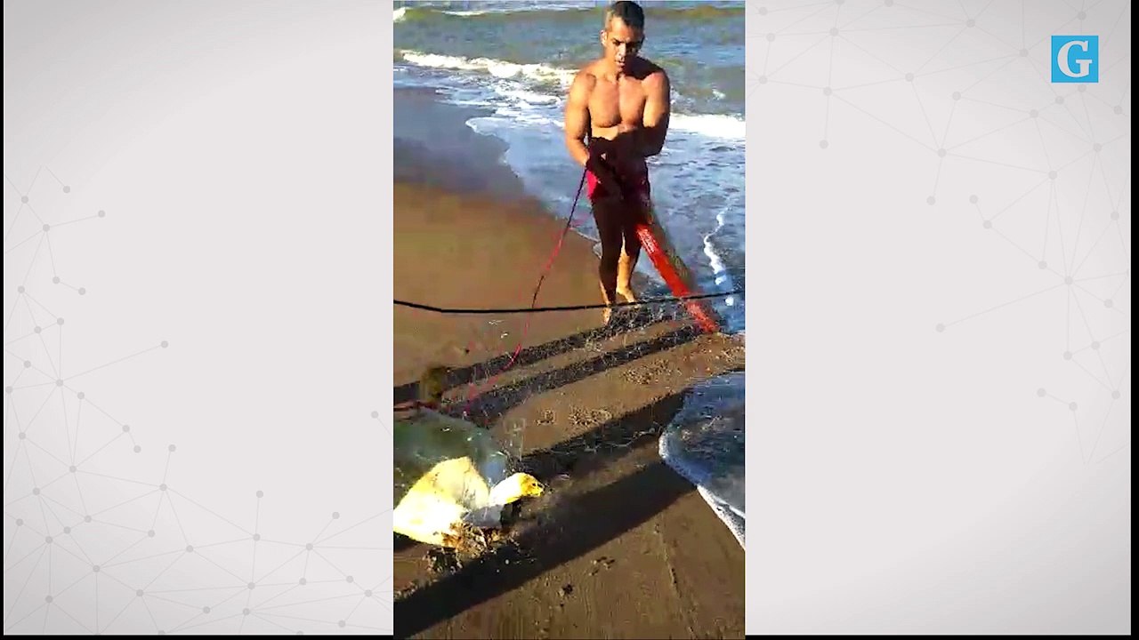 Tartarugas salvas em Marataízes