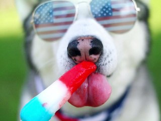 Husky Enjoys Popsicle