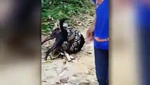 Ein Hund im Würgegriff einer Schlange: Das erschreckende Video wurde in Thailand gefilmt und schon 